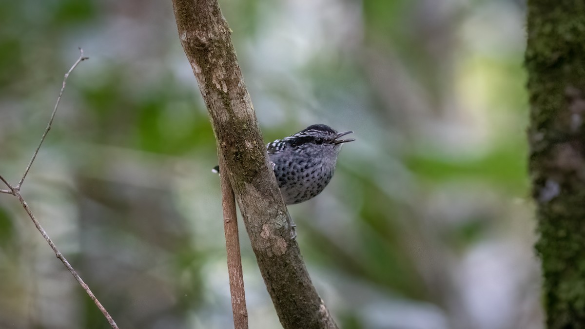 Scaled Antbird - ML634401419