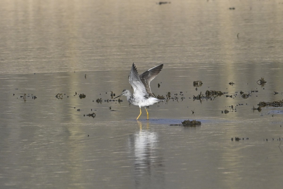 Greater Yellowlegs - ML634401445