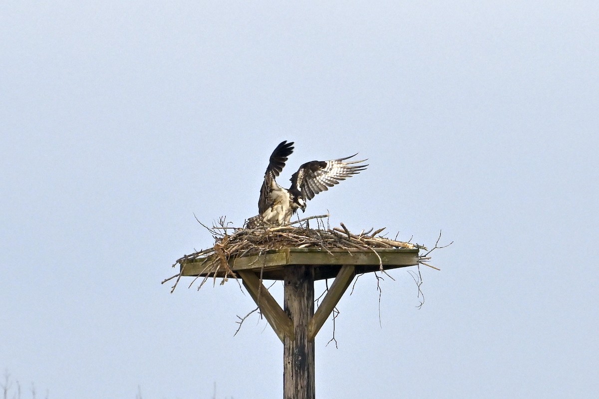 Osprey - ML634401451