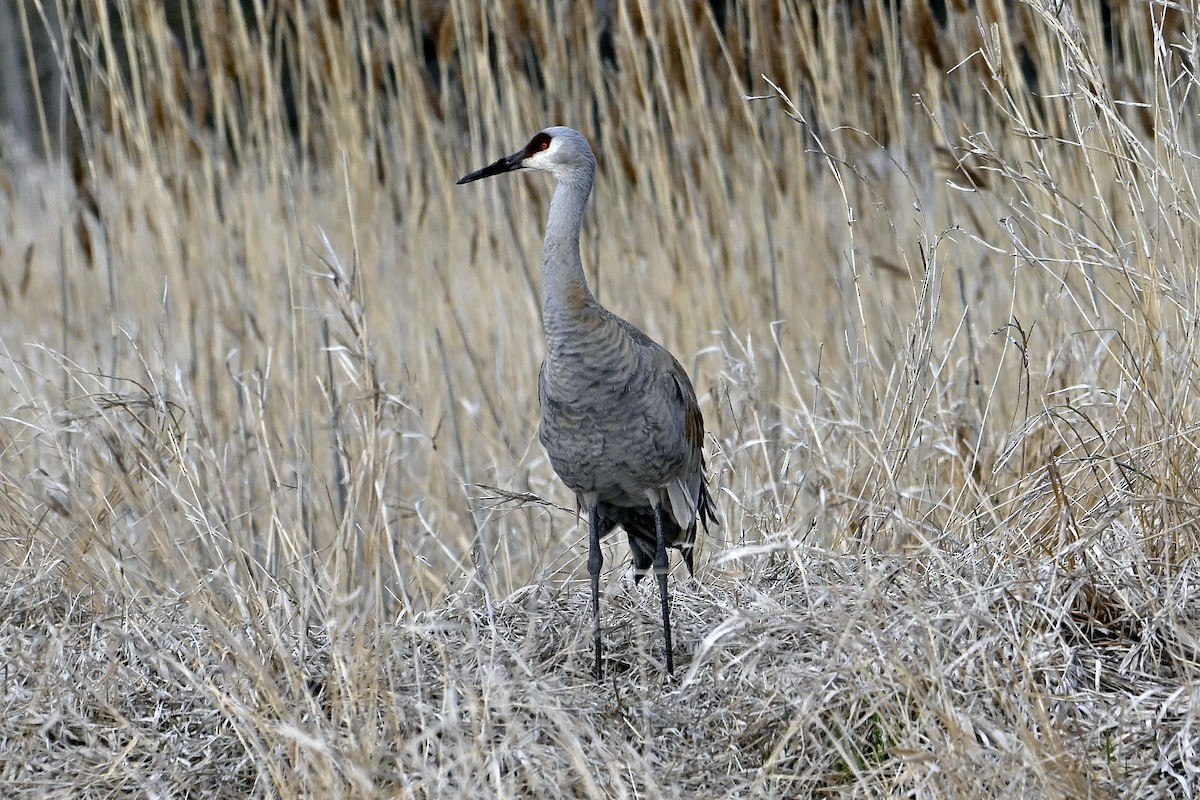 Sandhill Crane - ML634401459