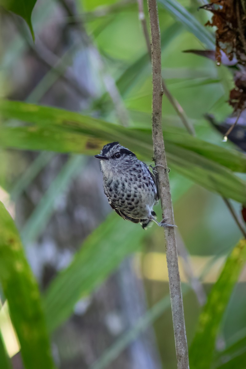 Scaled Antbird - ML634401470