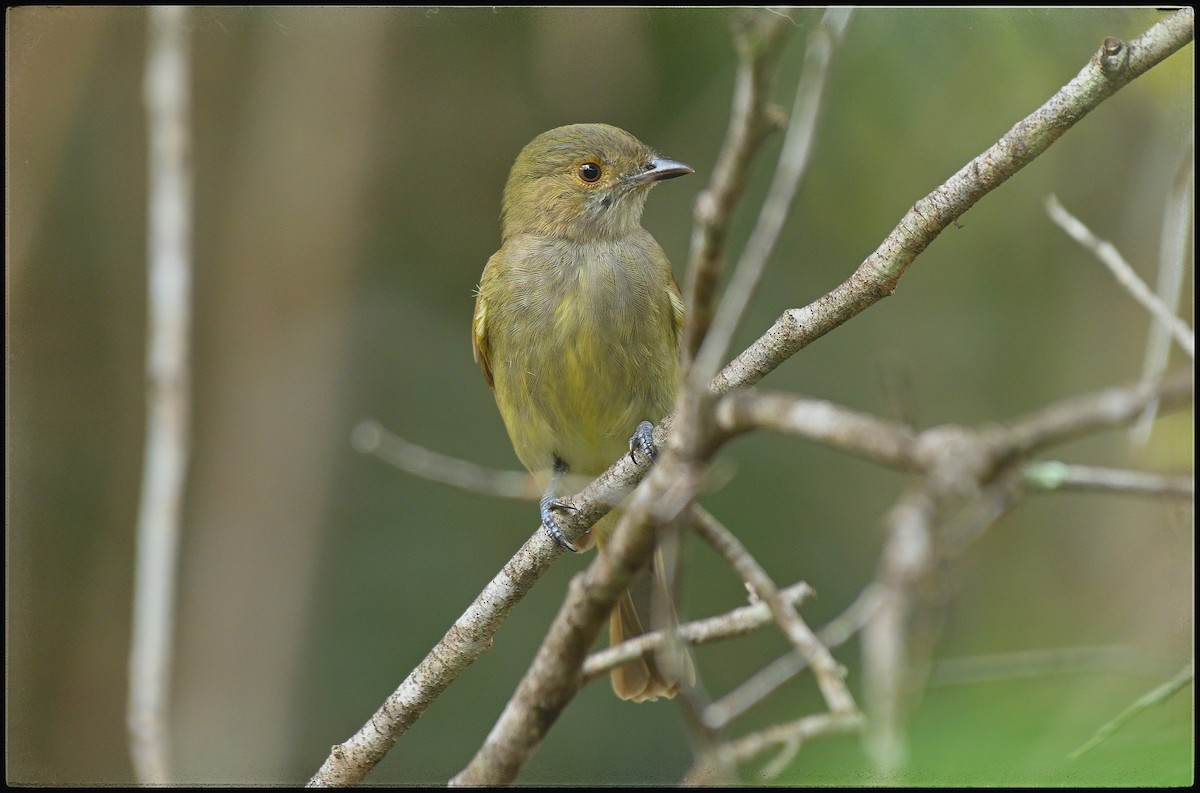 Pale-bellied Tyrant-Manakin - ML634401471