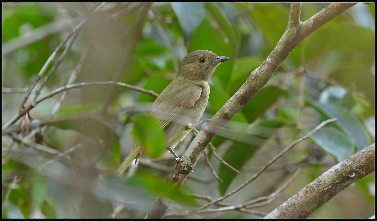 Pale-bellied Tyrant-Manakin - ML634401472