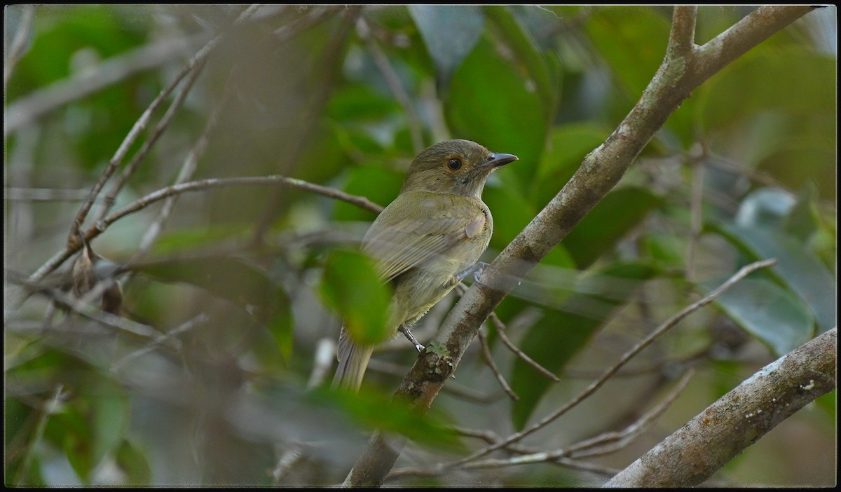 Pale-bellied Tyrant-Manakin - ML634401473