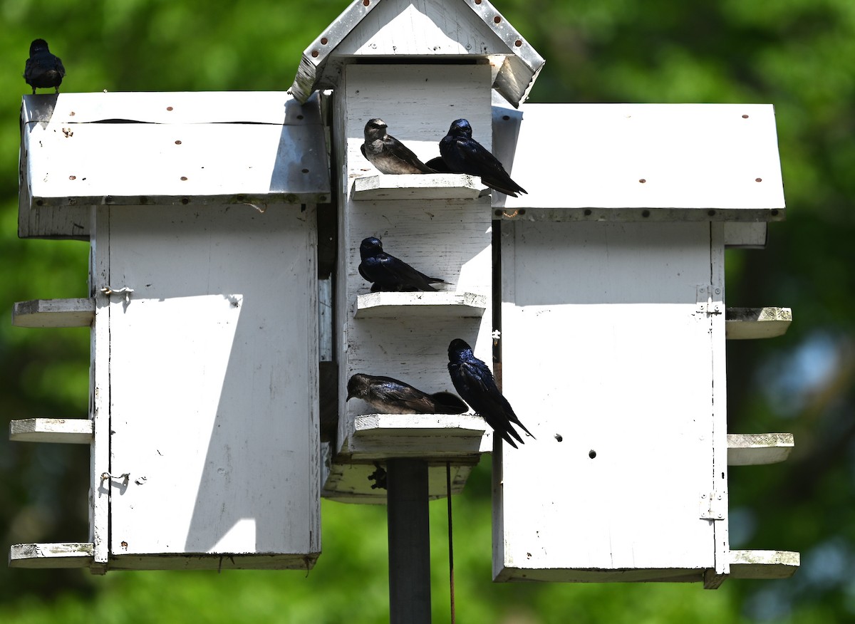 Purple Martin - ML634401512