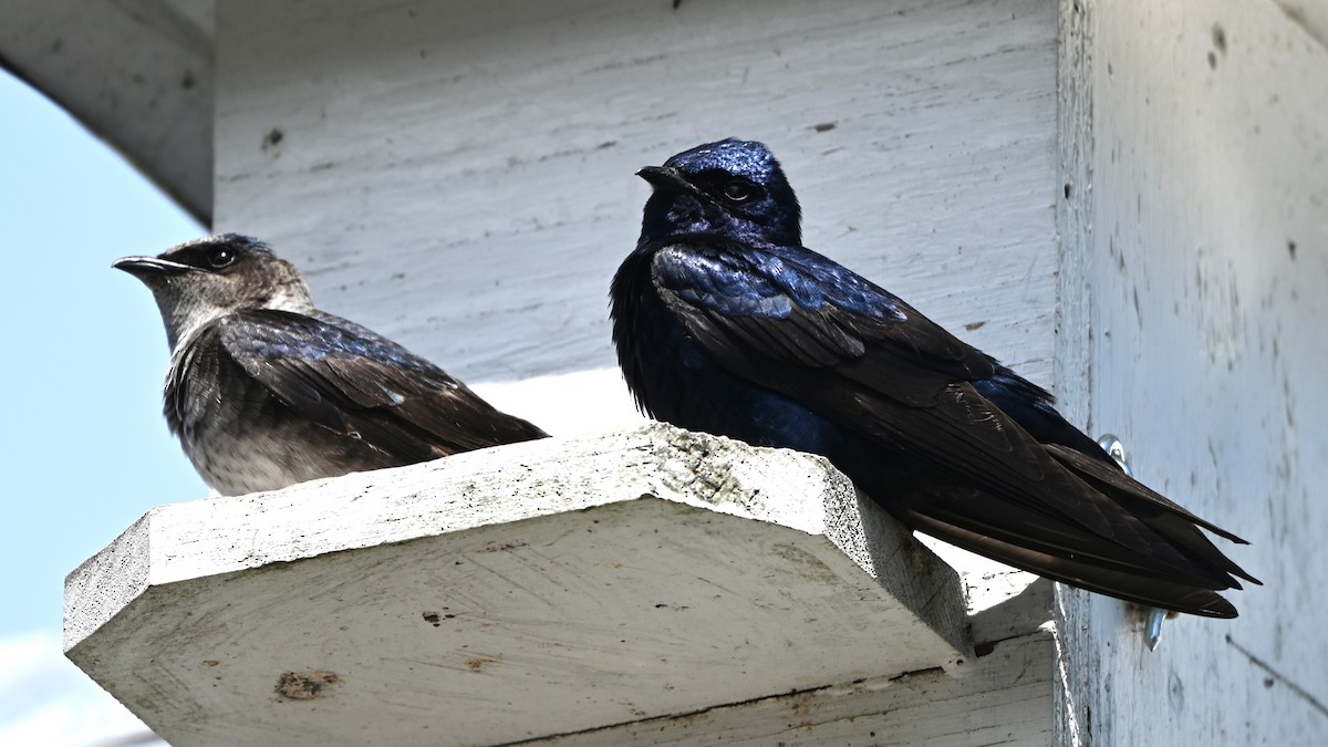 Purple Martin - ML634401516