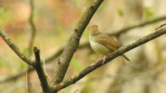 Swainson's Warbler - ML634401521