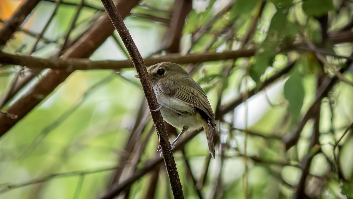 Drab-breasted Pygmy-Tyrant - ML634401531