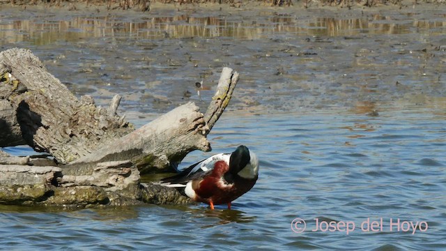 Northern Shoveler - ML634401561