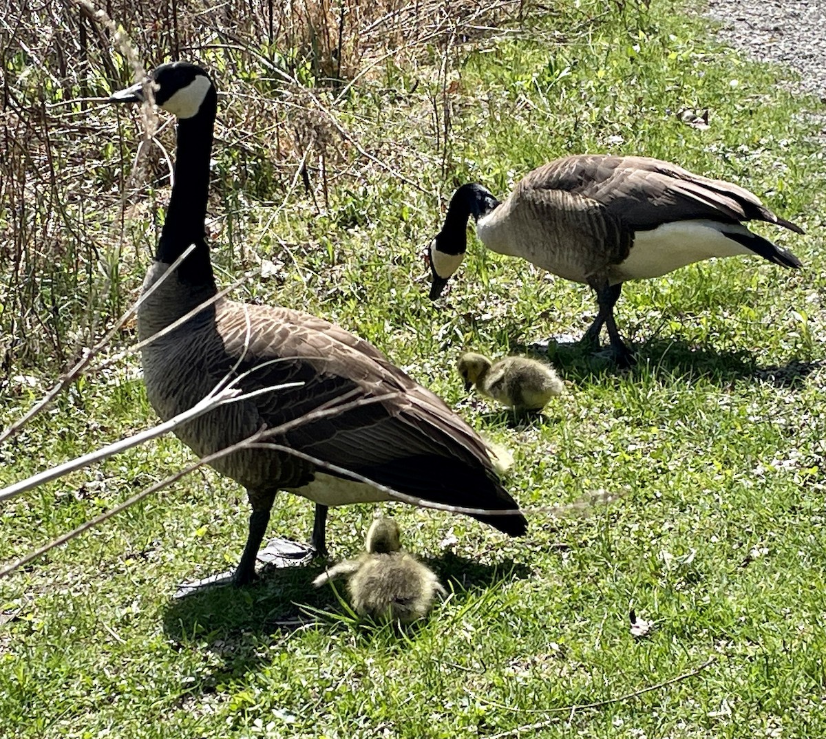Canada Goose - ML634401698