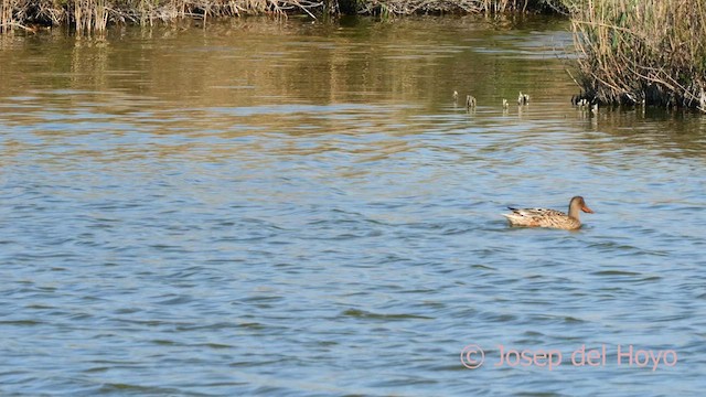 Northern Shoveler - ML634401716