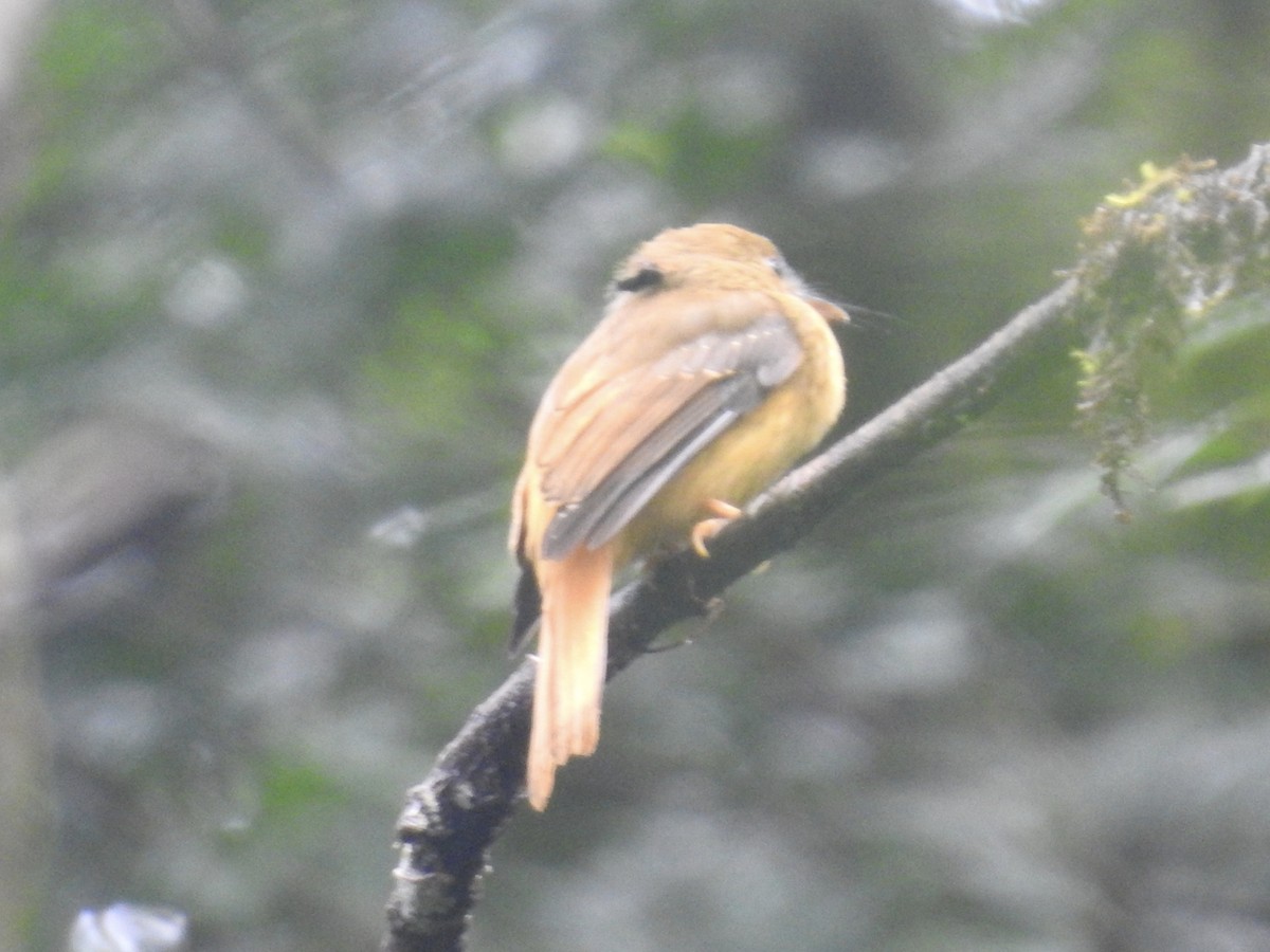Atlantic Royal Flycatcher - ML634401726