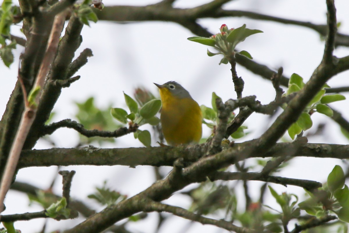 Nashville Warbler - ML634401801