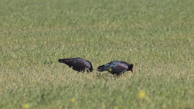Northern Bald Ibis - ML634401812