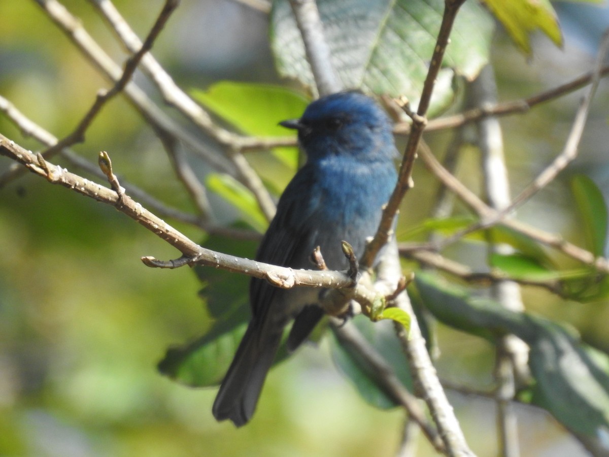 Nilgiri Flycatcher - ML634401900