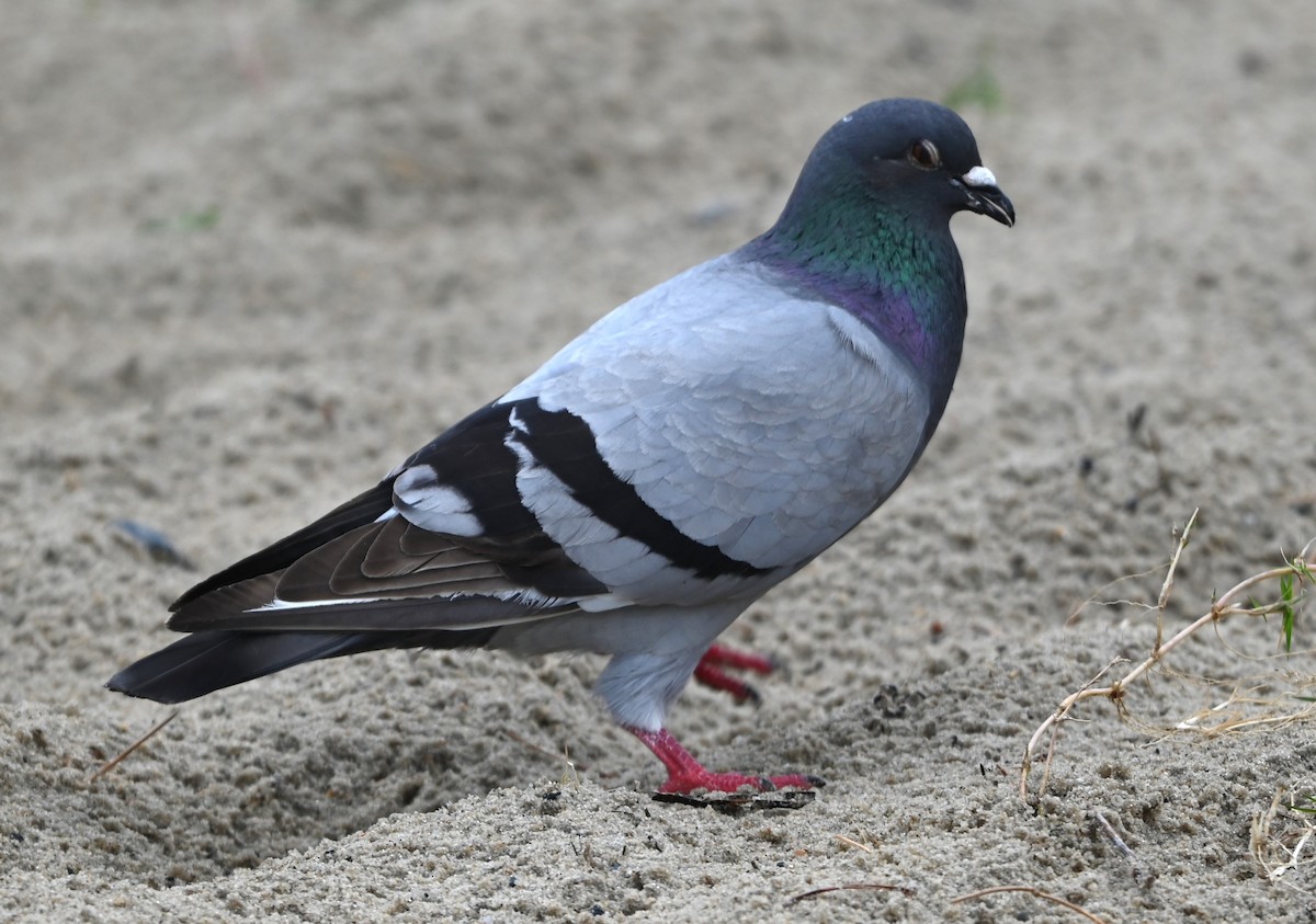 Rock Pigeon (Feral Pigeon) - ML634401918