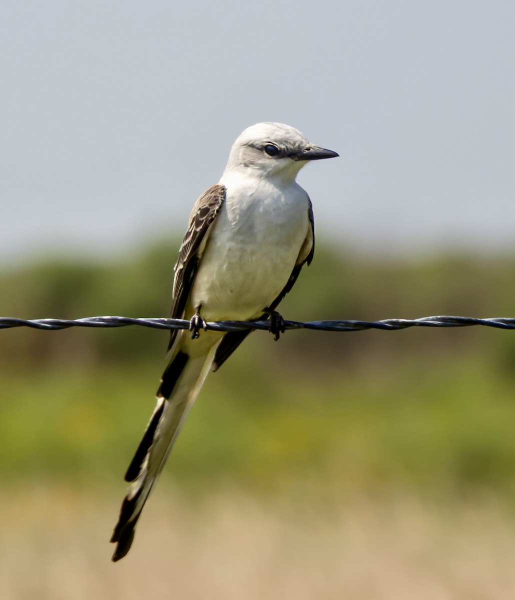 Scissor-tailed Flycatcher - ML634401936