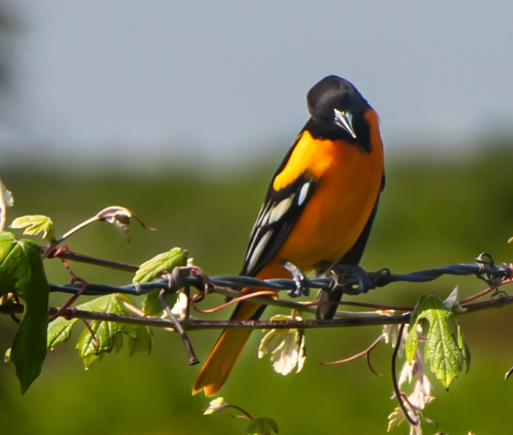 Baltimore Oriole - ML634401946