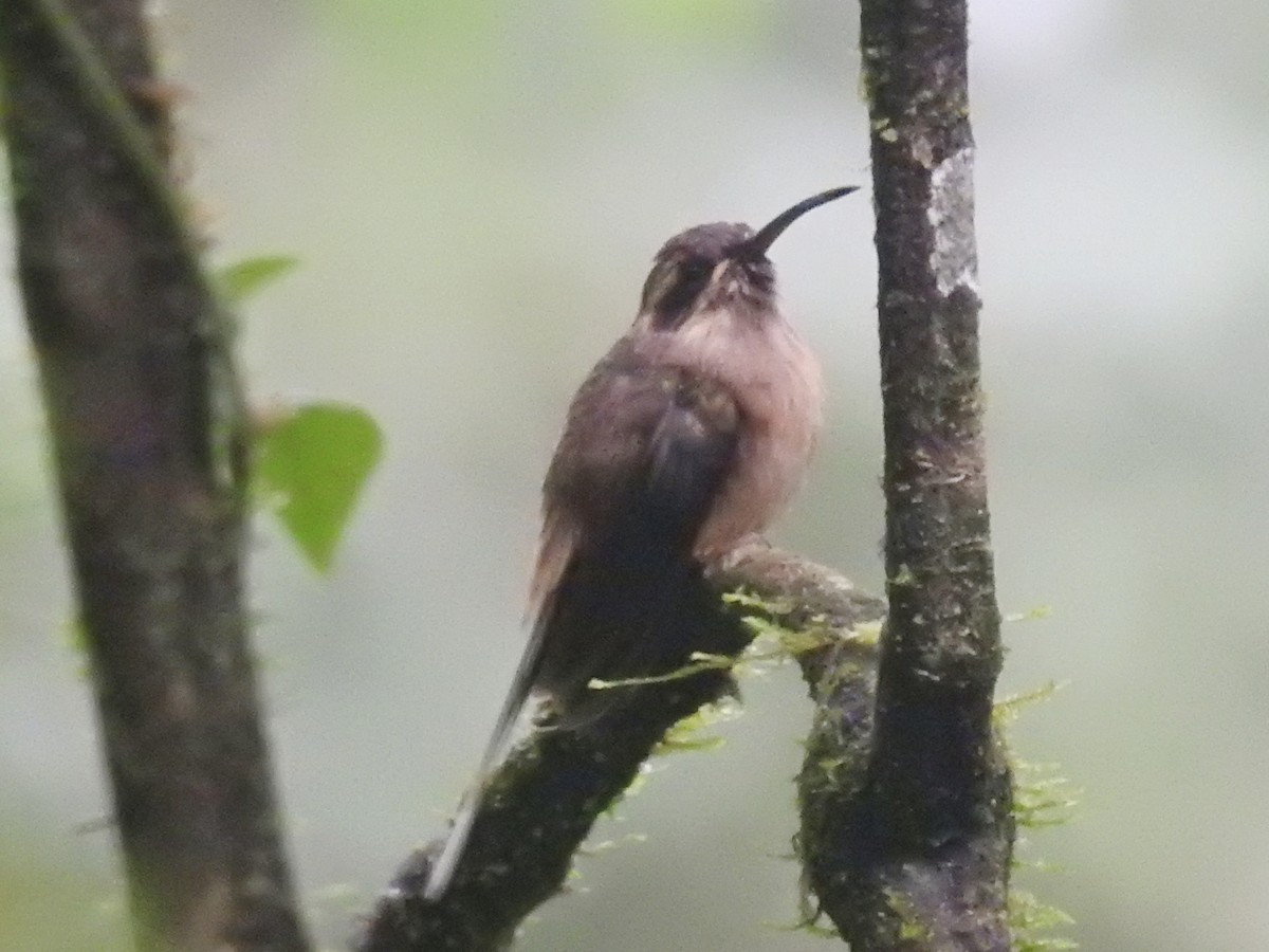 Dusky-throated Hermit - ML634401953