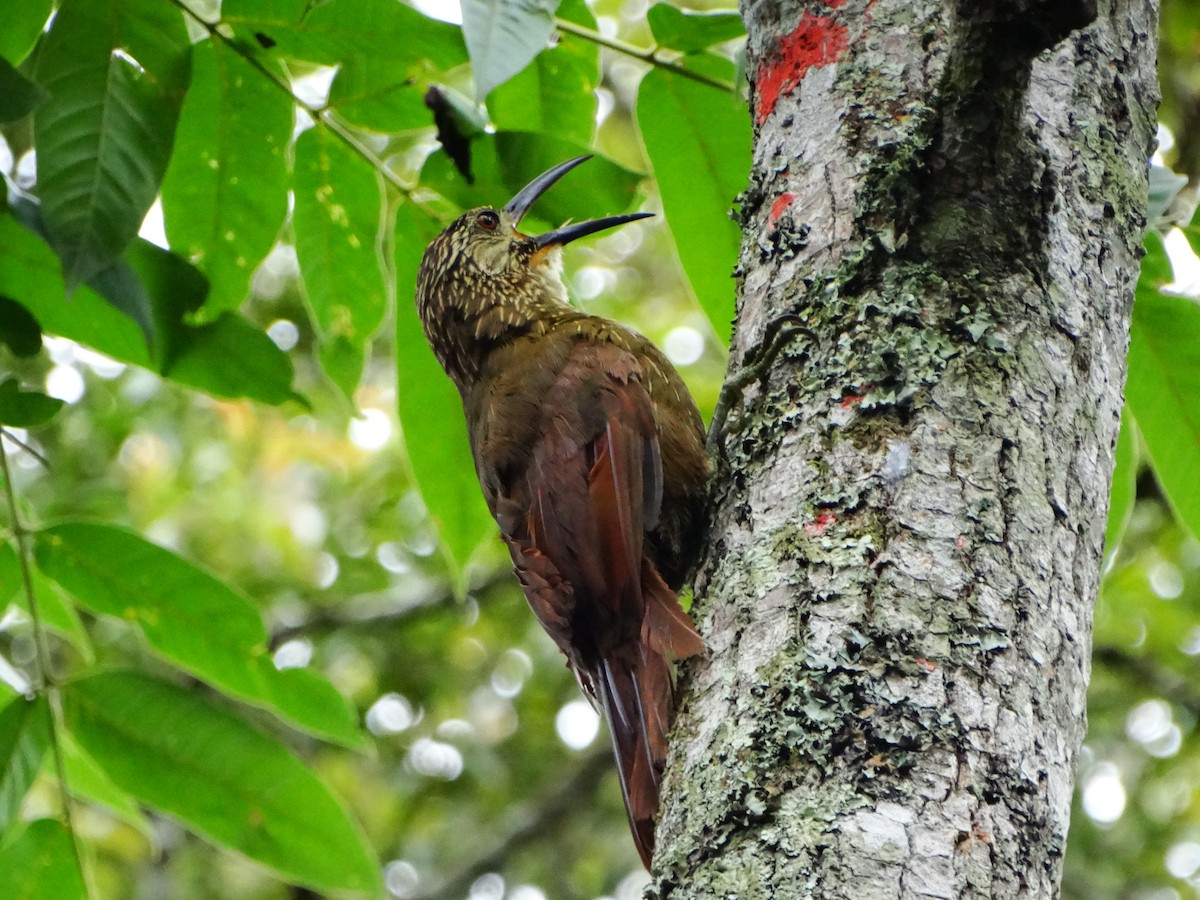 White-throated Woodcreeper - ML634401970