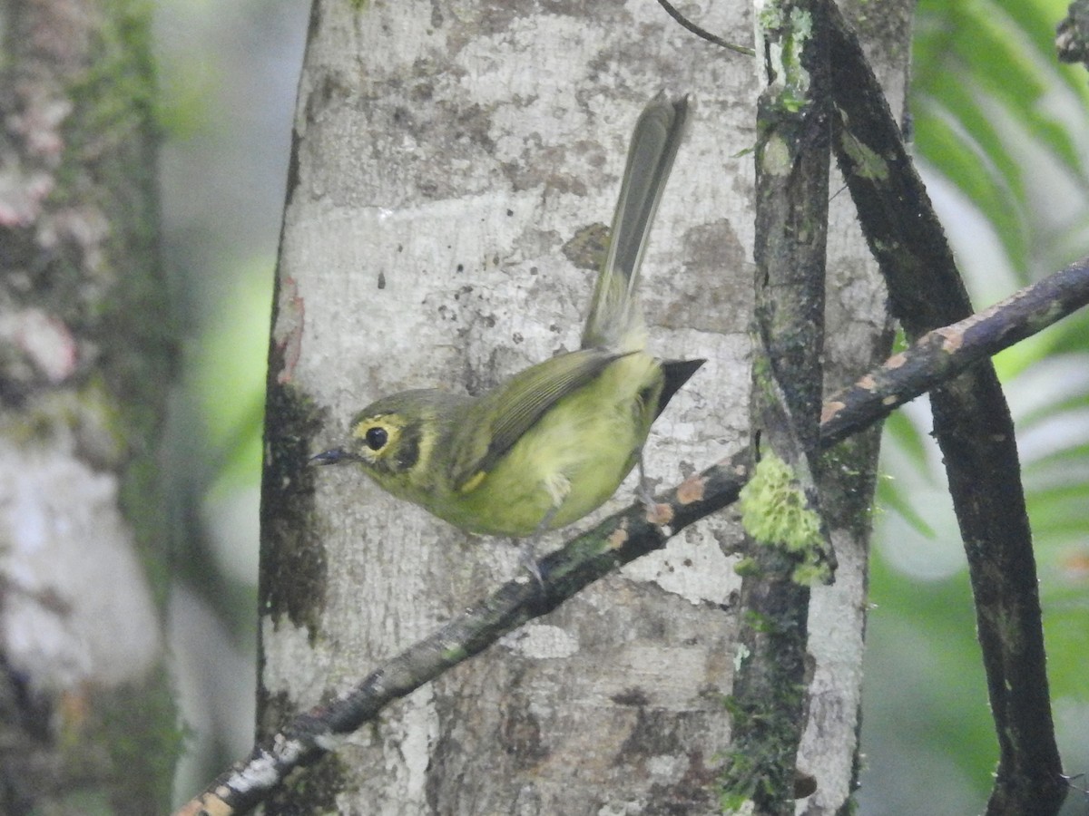 Oustalet's Tyrannulet - ML634402085
