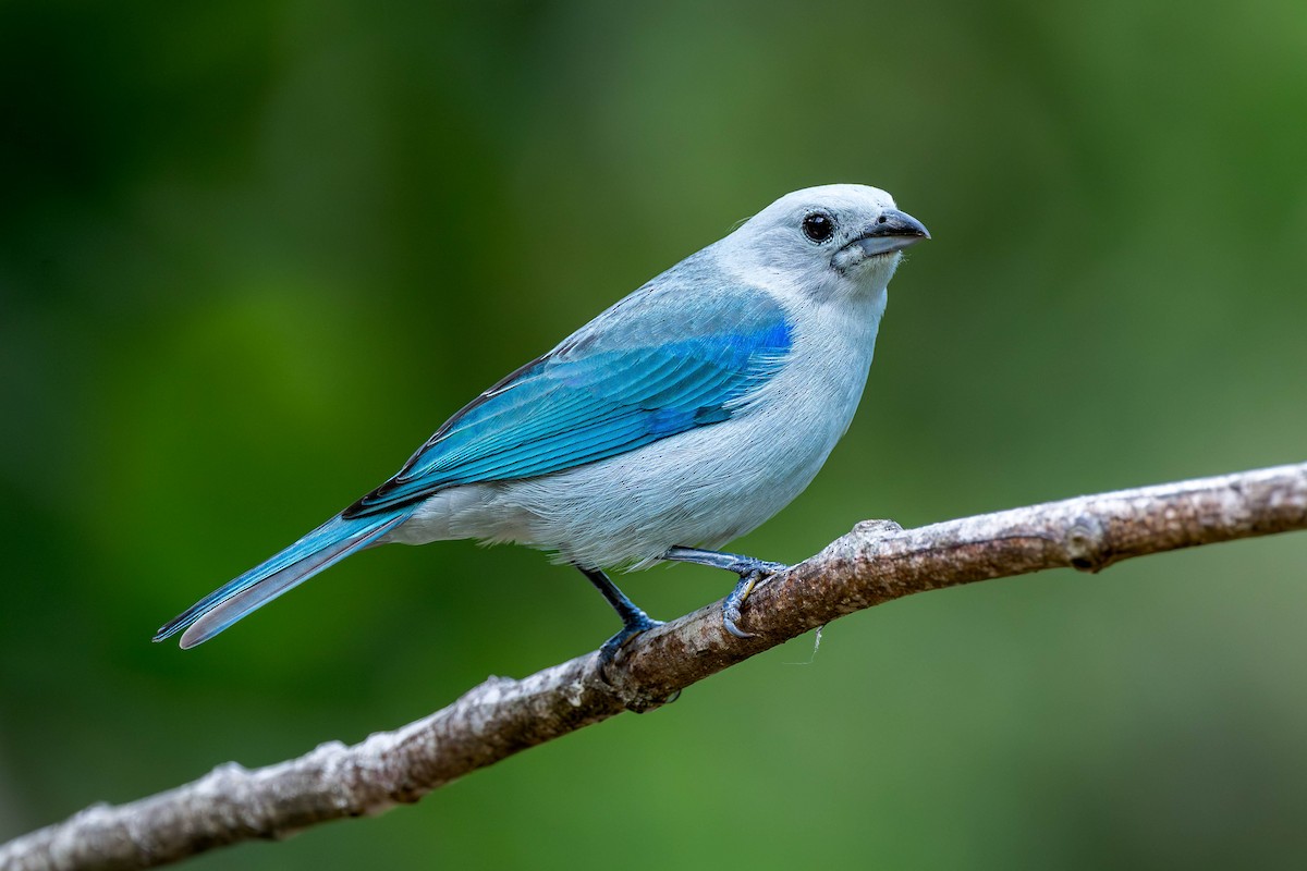 Blue-gray Tanager