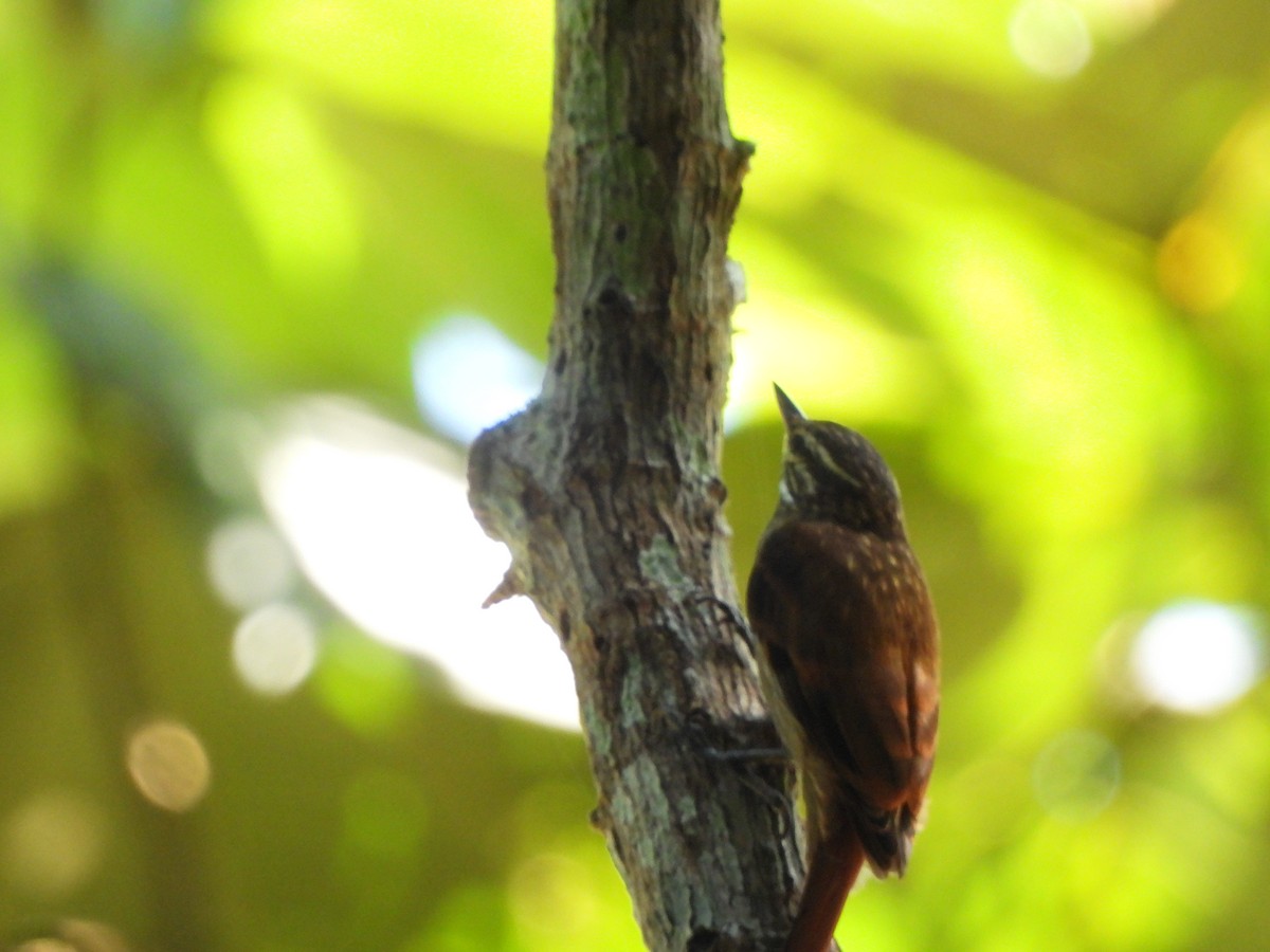 Slender-billed Xenops - ML634402134