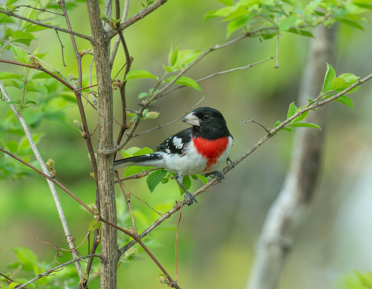 dlaskovec růžovoprsý - ML634402242