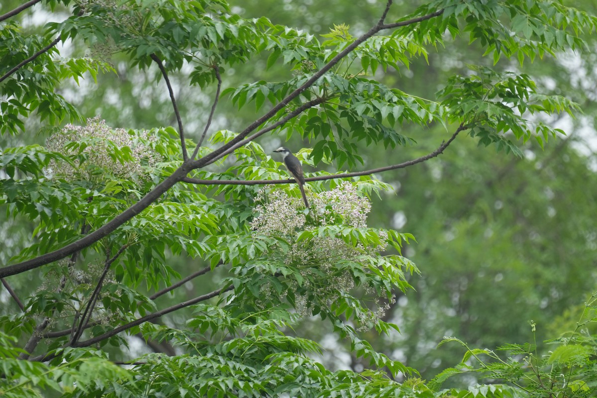Brown-rumped Minivet - ML634402396
