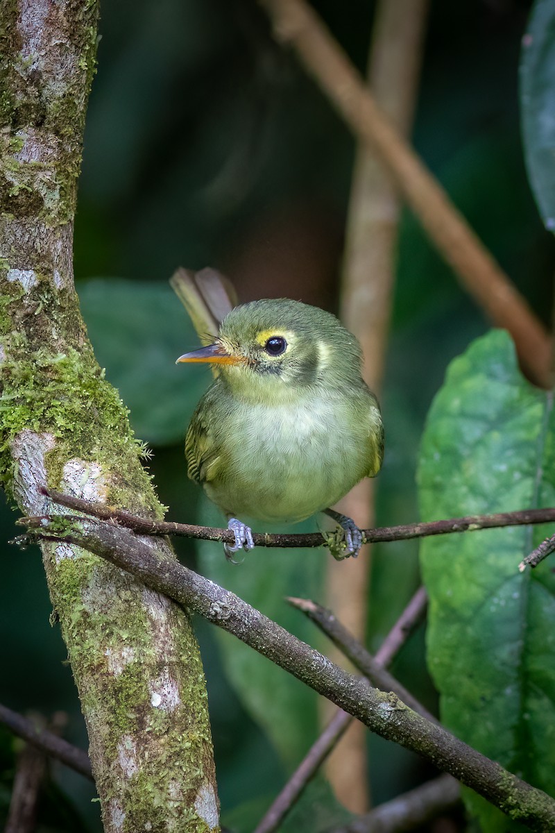 Oustalet's Tyrannulet - ML634402427