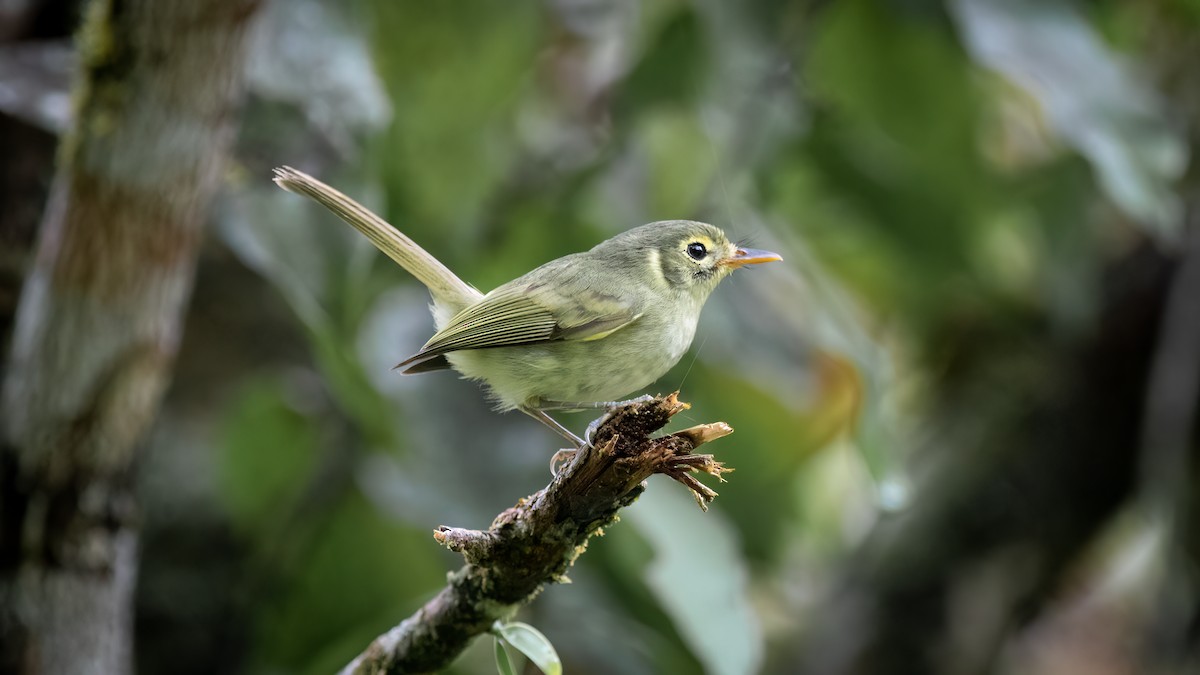 Oustalet's Tyrannulet - ML634402428
