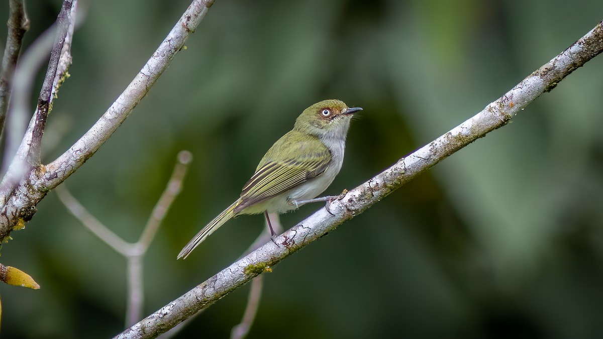 Bay-ringed Tyrannulet - ML634402434