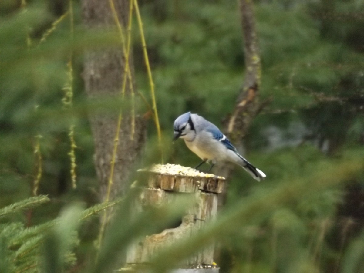 sojka chocholatá - ML634402450