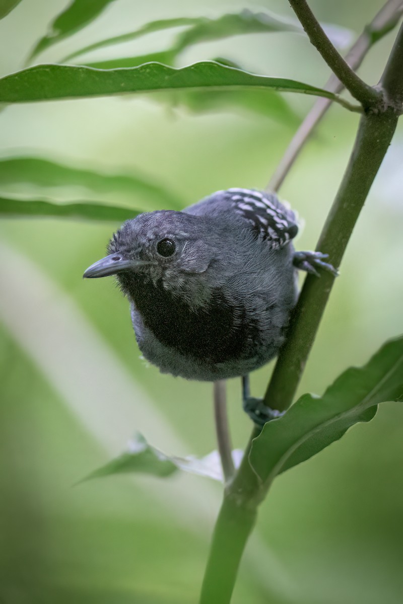 Salvadori's Antwren - ML634402451