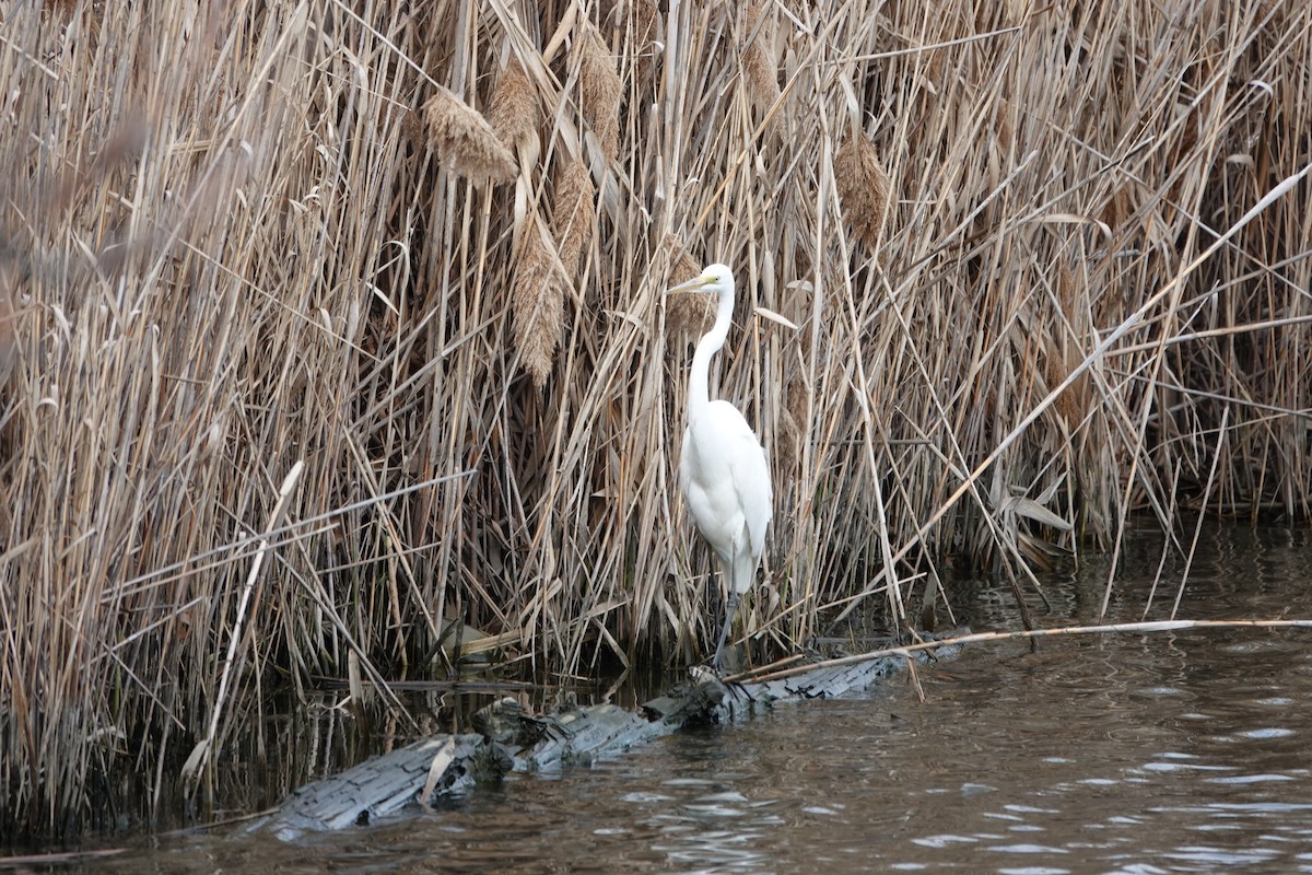 Great Egret - ML634402509