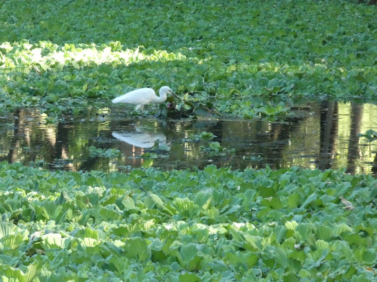 Little Egret - ML634402513