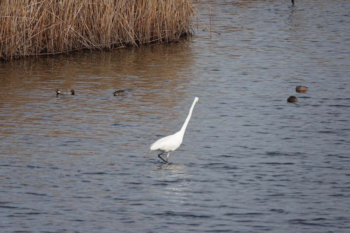 Great Egret - ML634402524