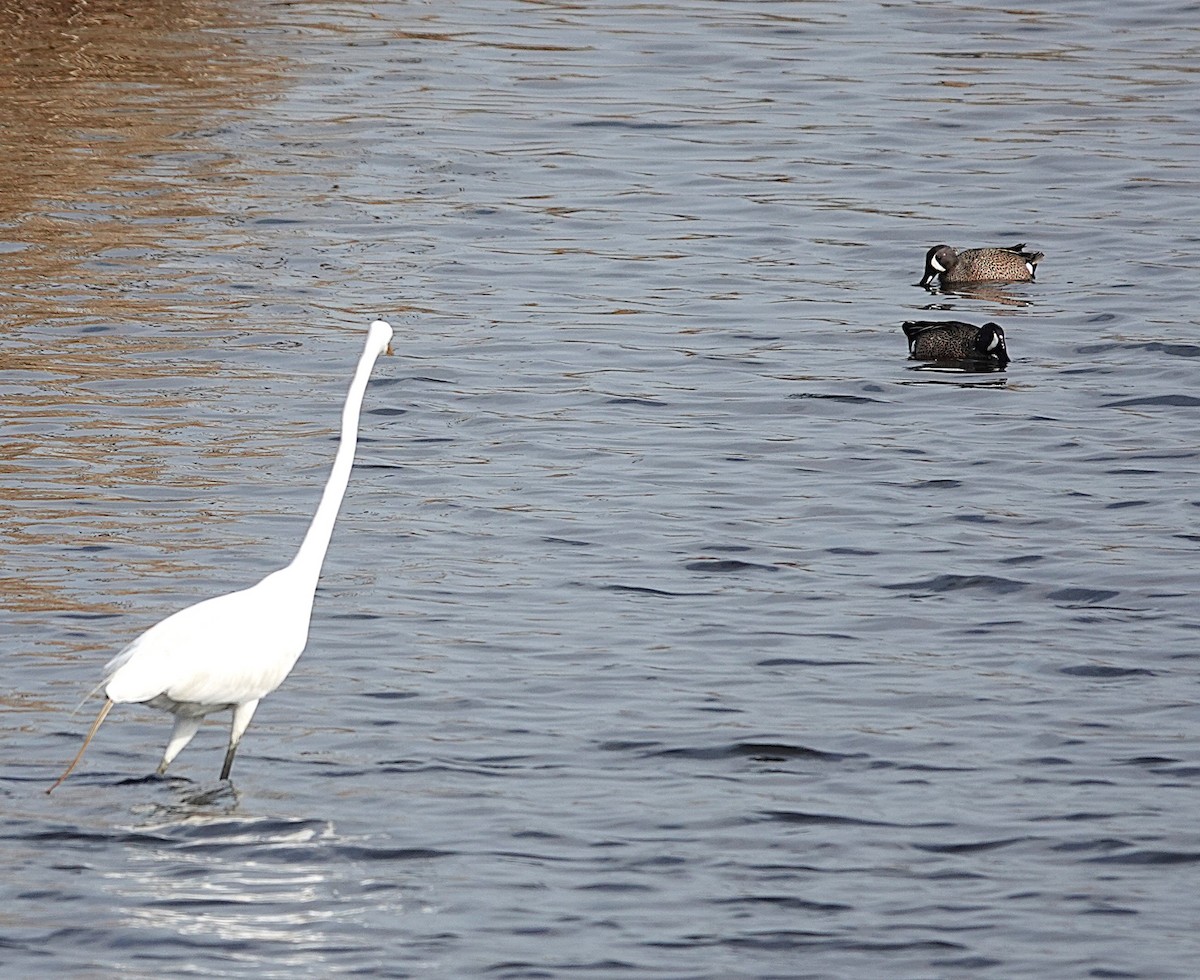 Great Egret - ML634402529