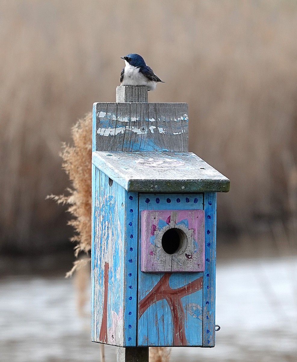 Tree Swallow - ML634402544