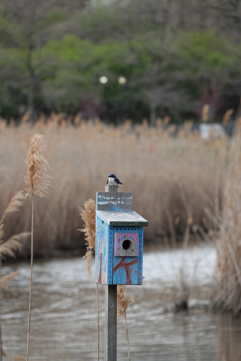 Tree Swallow - ML634402564