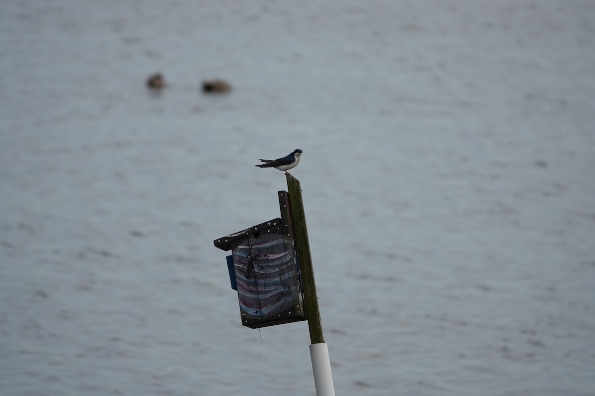 Tree Swallow - ML634402577