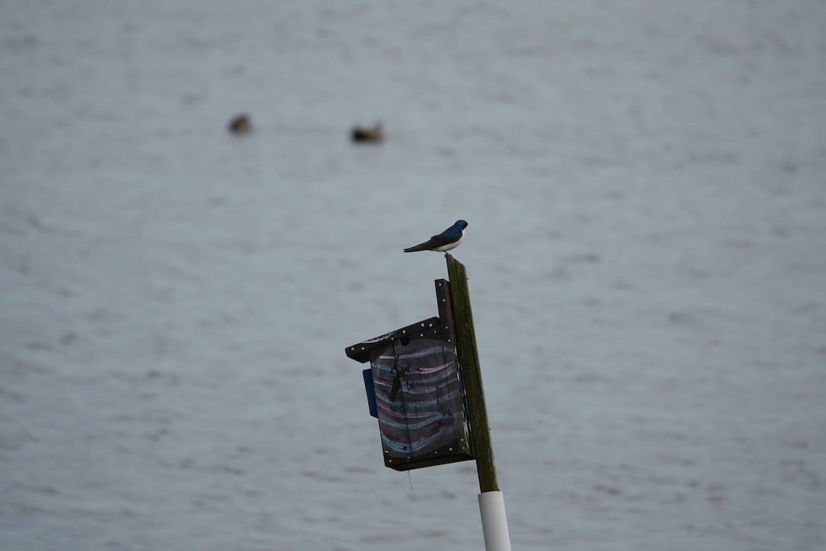 Tree Swallow - ML634402578