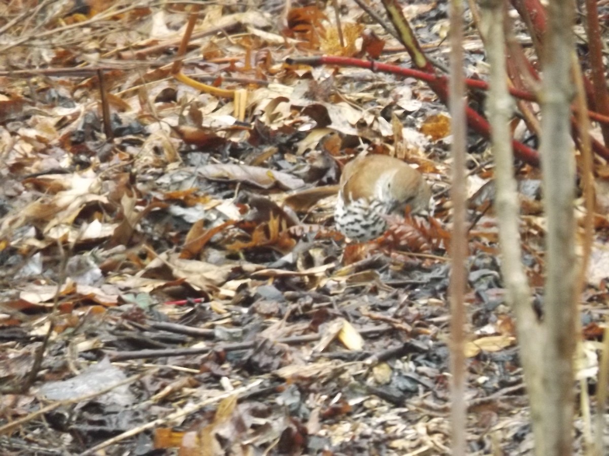 drozdec hnědý - ML634402641