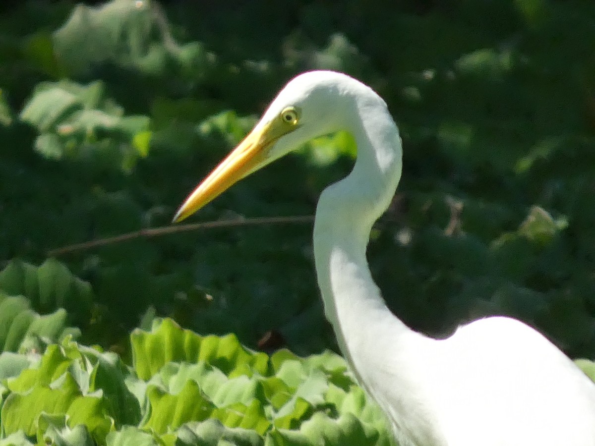 Medium Egret - ML634402656