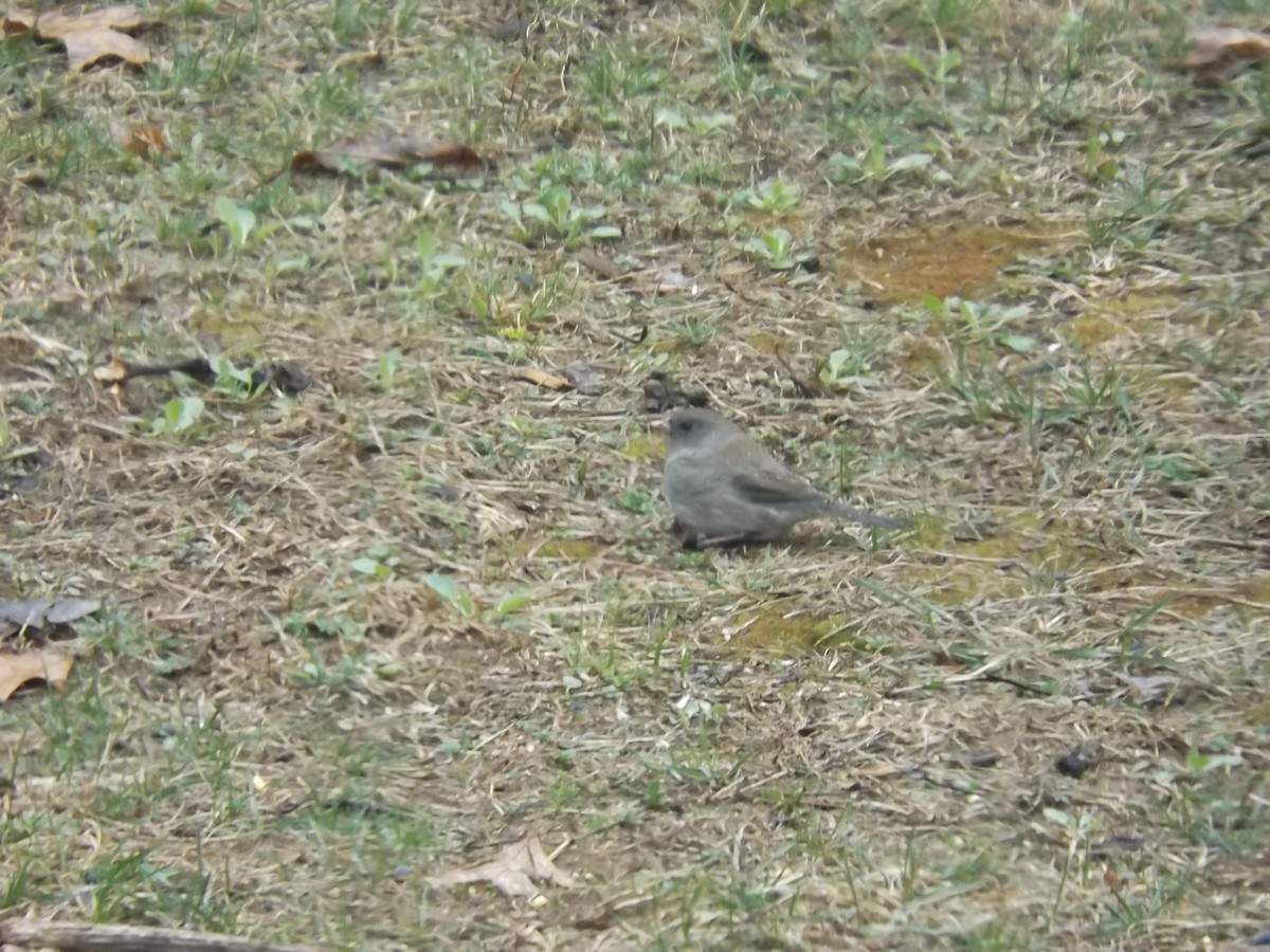 strnadec zimní - ML634402663