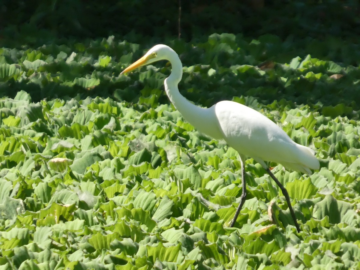 Medium Egret - ML634402690