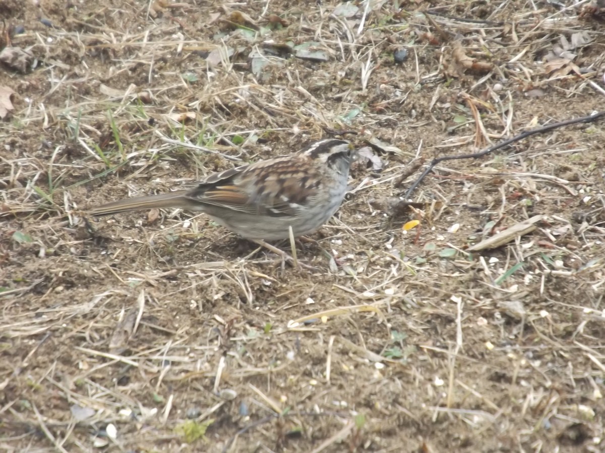 strnadec bělohrdlý - ML634402698