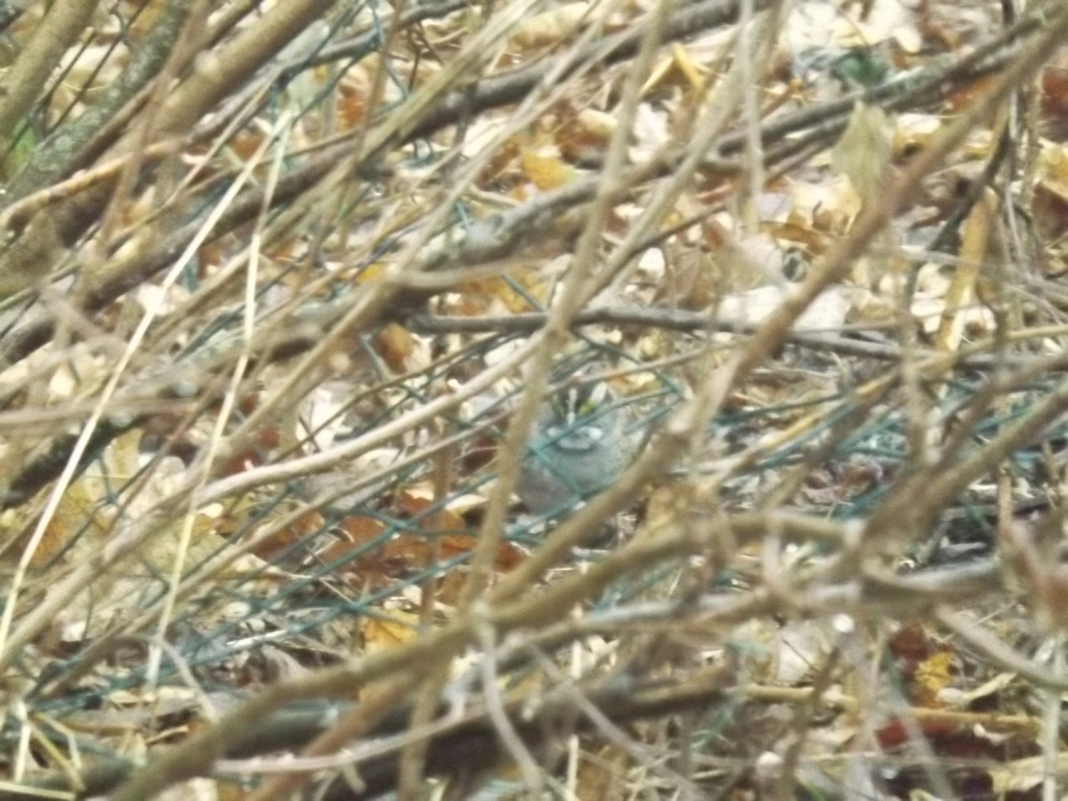 strnadec bělohrdlý - ML634402699