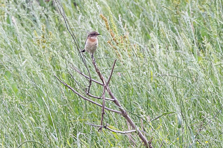 Amur Stonechat - ML634402714