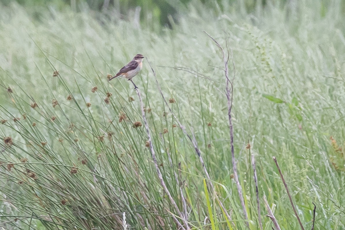 Amur Stonechat - ML634402715